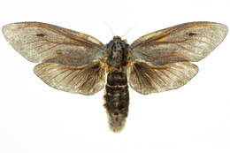 صورة <i>Endoxyla cinereus</i>