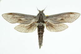 Image of <i>Endoxyla columbina</i>