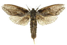 Image of <i>Endoxyla lichenea</i>