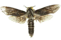 Image of <i>Endoxyla lichenea</i>