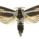 Image of <i>Endoxyla leucomochla</i>
