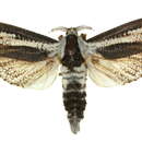 <i>Endoxyla leucomochla</i> resmi