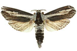 Image of <i>Endoxyla leucomochla</i>