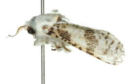 Image of <i>Endoxyla eumitra</i>