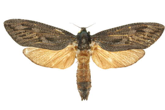 Image of <i>Endoxyla duponchelii</i>