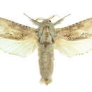 Image of <i>Endoxyla nephocosma</i>