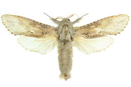 Image of <i>Endoxyla nephocosma</i>