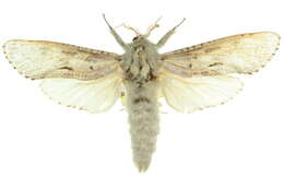 Image of <i>Endoxyla nephocosma</i>