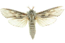 Image of <i>Endoxyla nephocosma</i>