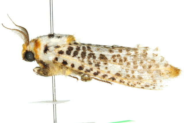Image of <i>Endoxyla tigrinus</i>
