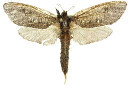 Image of <i>Endoxyla reticulosa</i>