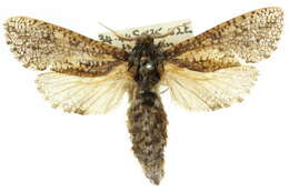 <i>Endoxyla coscinophanes</i>的圖片