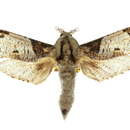 Image of <i>Trismelasmos tectorius</i>