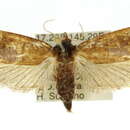 <i>Eusthenica treicleiota</i>的图像