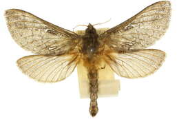 Image of Oxycanus armatus Tindale 1955