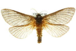 Image of Oxycanus subvaria Walker 1856