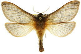 Image of Oxycanus subvaria