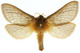 Image of Oxycanus subvaria