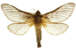 Image of Oxycanus subvaria