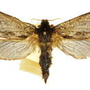 Image of Oxycanus maculosus Felder 1874