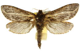 Image of Oxycanus sphragidias Meyrick 1890