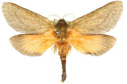 Image of <i>Aenetus ombraloma</i>