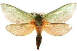 Image of <i>Aenetus ombraloma</i>