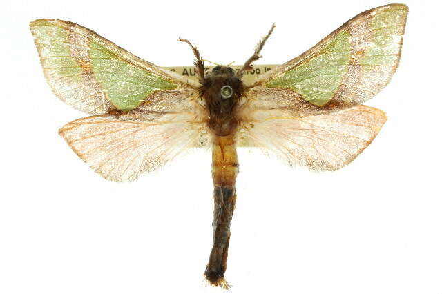 Image of <i>Aenetus ligniveren</i>