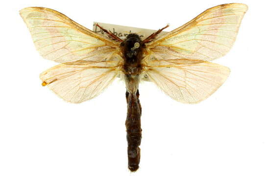 Image of <i>Aenetus astathes</i>