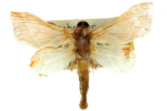 Image of <i>Aenetus astathes</i>