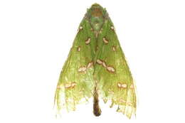 Image of <i>Aenetus ramsayi</i>