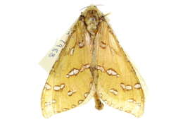 Image of <i>Aenetus ramsayi</i>