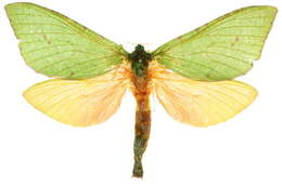 Image of <i>Aenetus scotti</i>