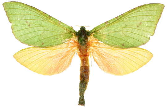 Image of <i>Aenetus scotti</i>