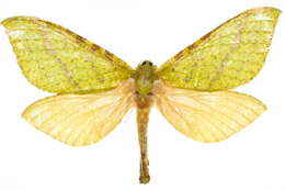 Image of <i>Aenetus mirabilis</i>