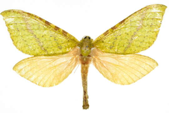 Image of <i>Aenetus mirabilis</i>