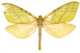 Image of <i>Aenetus mirabilis</i>