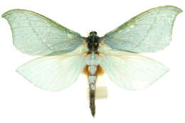 Image of <i>Aenetus mirabilis</i>