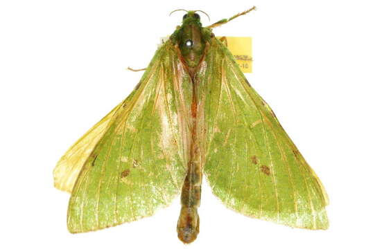 Image of <i>Aenetus tegulatus</i>