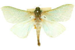 Image of <i>Aenetus eximia</i>