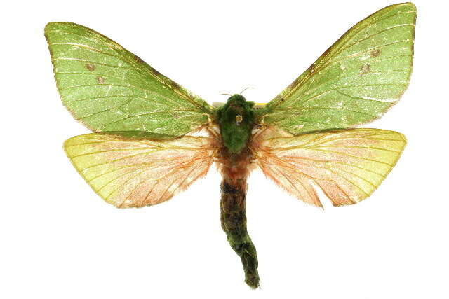 Image of <i>Aenetus eximia</i>