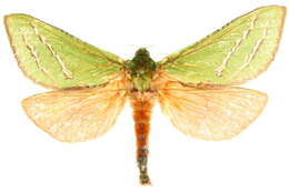 Image of <i>Aenetus dulcis</i>