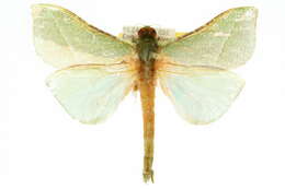 Image of Aenetus cyanochlora