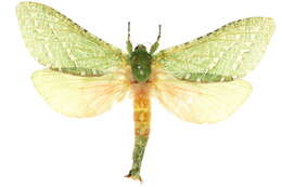 Image of <i>Aenetus scripta</i>