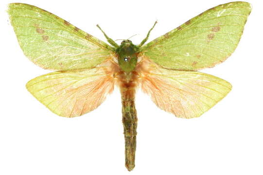 Image of <i>Aenetus eximia</i>