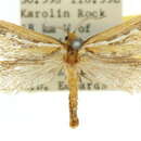 Image of Fraus minima Nielsen & Kristensen 1989