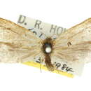 Image of Fraus fusca Lucas 1890