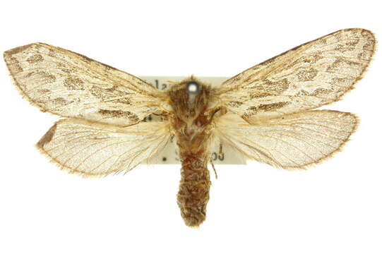 Image of Oncopera fasciculatus Walker 1869