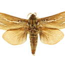 Image of Trictena argyrosticha Turner 1929