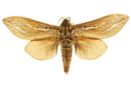 Image of Trictena argyrosticha Turner 1929